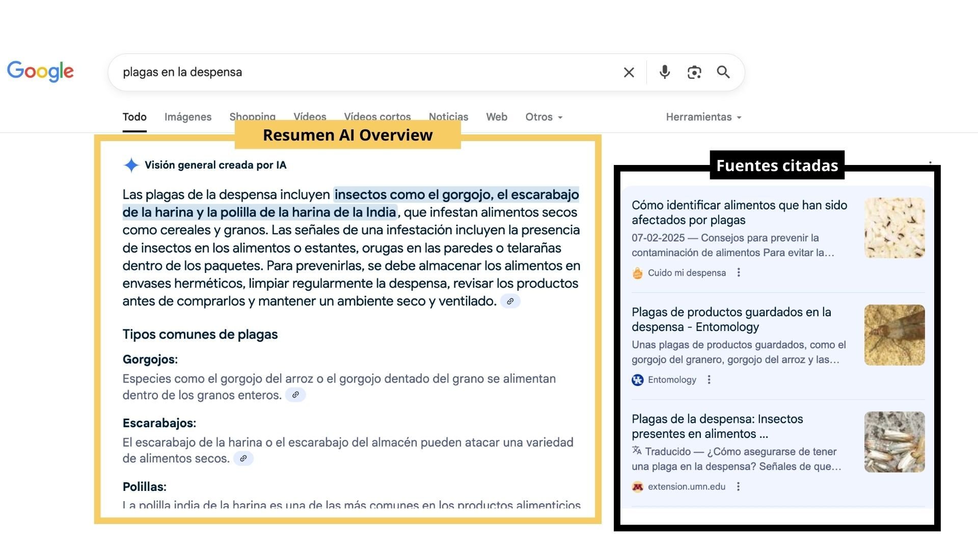 respuesta-ai-overview-cmd